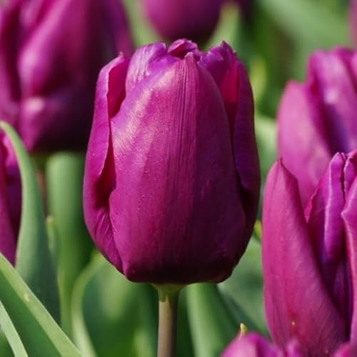 Natural Bulbs – Tulipa Purple Prince 50 ST - BIO - Blumenzwiebeln winterhart mehrjährig aus Holland – Perfekt für Bienen - Tulpenzwiebeln - Frühblüher Frühlingsblumen von Natural Bulbs
