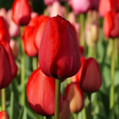 Natural Bulbs – Tulipa Red Impression 50 ST - BIO - Blumenzwiebeln winterhart mehrjährig aus Holland – Perfekt für Bienen - Tulpenzwiebeln - Frühblüher Frühlingsblumen von Natural Bulbs