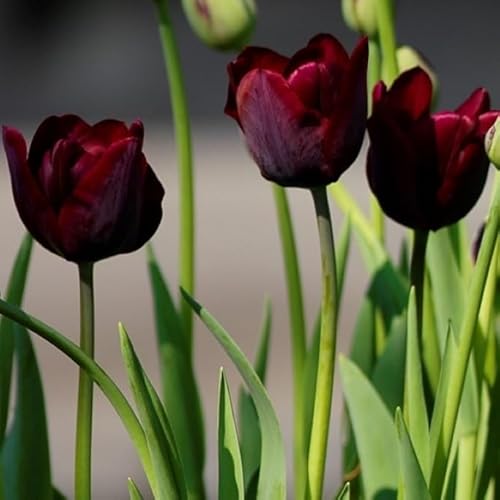 Natural Bulbs – Tulipa Ronaldo 50 ST - BIO - Blumenzwiebeln winterhart mehrjährig aus Holland – Perfekt für Bienen - Tulpenzwiebeln - Frühblüher Frühlingsblumen von Natural Bulbs