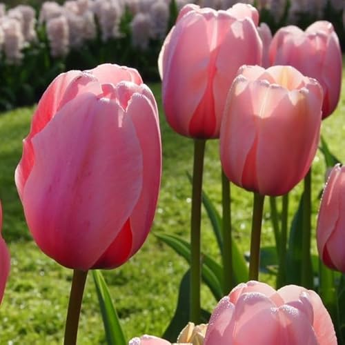 Natural Bulbs – Tulipa Salmon Impression 50 ST - BIO - Blumenzwiebeln winterhart mehrjährig aus Holland – Perfekt für Bienen - Tulpenzwiebeln - Frühblüher Frühlingsblumen von Natural Bulbs