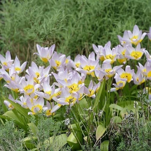 Natural Bulbs – Tulipa Saxatilis 50 ST - BIO - Blumenzwiebeln winterhart mehrjährig aus Holland – Perfekt für Bienen - Tulpenzwiebeln - Frühblüher Frühlingsblumen von Natural Bulbs