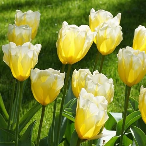 Natural Bulbs – Tulipa Sweetheart 50 ST - BIO - Blumenzwiebeln winterhart mehrjährig aus Holland – Perfekt für Bienen - Tulpenzwiebeln - Frühblüher Frühlingsblumen von Natural Bulbs