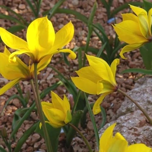 Natural Bulbs – Tulipa Sylvestris 50 ST - BIO - Blumenzwiebeln winterhart mehrjährig aus Holland – Perfekt für Bienen - Tulpenzwiebeln - Frühblüher Frühlingsblumen von Natural Bulbs