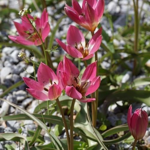 Natural Bulbs – Tulipa Tiny Timo 50 ST - BIO - Blumenzwiebeln winterhart mehrjährig aus Holland – Perfekt für Bienen - Tulpenzwiebeln - Frühblüher Frühlingsblumen von Natural Bulbs