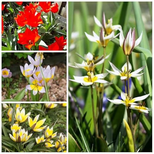 Natural Bulbs – Verwilderungstulpen A 100 ST - BIO - Blumenzwiebeln winterhart mehrjährig aus Holland – Perfekt für Bienen - Tulpenzwiebeln - Frühblüher Frühlingsblumen von Natural Bulbs