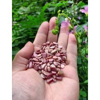 Natürliche Rhodonit/Splitter Getrommelte Kies Freeform Winzige 3-7mm 7-9mm 8-12mm Natürliche Rhodonit/Splitter Getrommelte Kies Freeform Winzige 3-7mm 7-9mm 8-12mm von NaturalMineralsArt