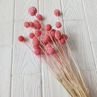 10 Stück Pastell Rosa Billy Buttons, Trockenblumen, Wohndekor Blumenarrangements, Diy Blumen, Hochzeitsdekor von Naturallydryflora