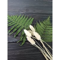 Getrocknete Phalaris/Weiße Getrocknete Blumensträuße Hochzeit Wohndekoration Ewige Blume von Naturallydryflora