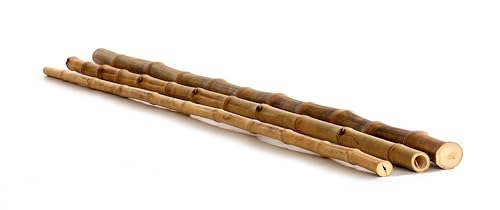 Bambusrohr Guadua Ø 2-3 cm x L: 200 cm - Robuste Bambusstangen - Bambus Rohre in Cartoon look von Nature LOUNGE