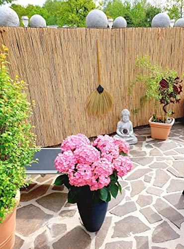 Schilfrohrmatte 160 x 600 cm - Natur Wind und Sichtschutzmatte aus Schilfrohr für Haus,Garten und Balkon von Nature LOUNGE