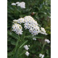 Schafgarbensamen. Samen Achillea Millefolium Schafgarbensamen. Samen Achillea Millefolium von NatureEssentielle