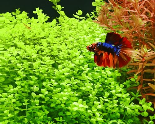 Pfennigkraut/Lysimachia nummularia - NatureHolic In-Vitro Aquarium Pflanze von NatureHolic InVitro
