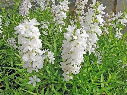 Blutweiderich weiß - Lythrum salicaria alba von NatureHolic