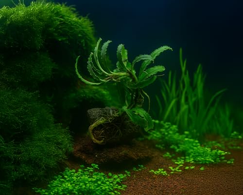 Bucephalandra spec. 'Valis Needle' auf Lavastein | Wasserpflanze fürs Aquarium | Pflegeleichte & langsam wachsende Aquariumpflanze | Ideal für Aquascaping Bucephalandra spec. 'Valis Needle' auf Lavastein | Wasserpflanze fürs Aquarium | Pflegeleichte & langsam wachsende Aquariumpflanze | Ideal für Aquascaping von NatureHolic
