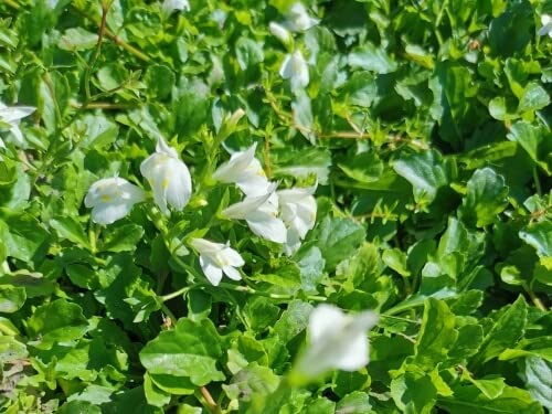 Lippenmäulchen weiß - Mazus reptans Alba von NatureHolic