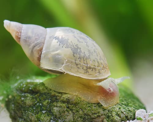 Natürliche Teichfilter Anlage für deinen Gartenteich für klares Wasser und gegen Teichschlamm I 2X Teichmuschel - 2X Spitzschlamm - 2X Sumpfdeckelschnecke von NatureHolic