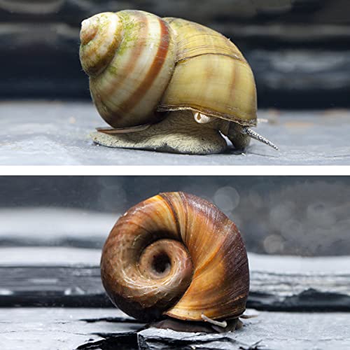 Natürlicher Laubfresser für Dein Gartenteich/Laubfrei Teich, Teichbecken I 2X Sumpfdeckelschnecke und 2X Teichposthorn von NatureHolic