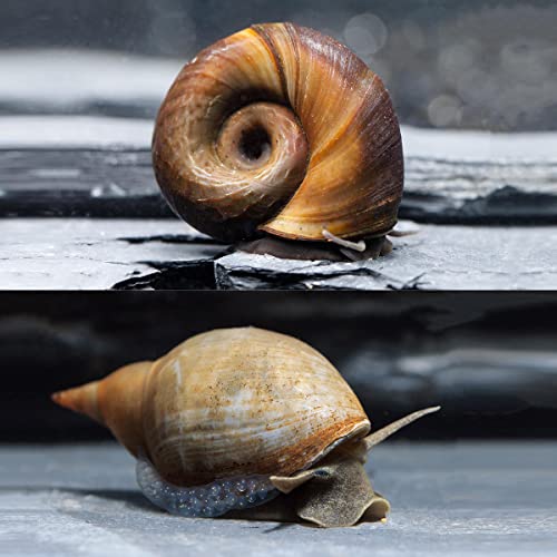 NatureHolic Bio Schlammsauger zum natürlichen Entfernen von Teichschlamm, Teichbecken I 3X Sumpfdeckelschnecke und 3X Spitzschlamm von NatureHolic