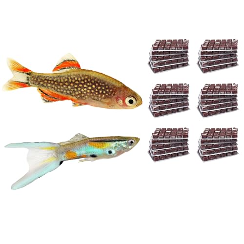 NatureHolic Frostfutter Mix Nanofische | 24 Blister á 100g | Artemia Copepoden Cyclops Daphnien mit Knoblauch | Schockgefrostetes Naturfutter für Nano- und Minifische im Aquarium NatureHolic Frostfutter Mix Nanofische | 24 Blister á 100g | Artemia Copepoden Cyclops Daphnien mit Knoblauch | Schockgefrostetes Naturfutter für Nano- und Minifische im Aquarium von NatureHolic