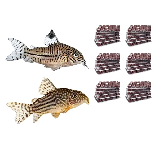 NatureHolic Frostfutter Mix Panzerwelse | 24 Blister á 100g | Artemia Daphnien Rote und Weiße Mückenlarven | Schockgefrostetes Naturfutter für bodenlebende Fleischfresser im Aquarium NatureHolic Frostfutter Mix Panzerwelse | 24 Blister á 100g | Artemia Daphnien Rote und Weiße Mückenlarven | Schockgefrostetes Naturfutter für bodenlebende Fleischfresser im Aquarium von NatureHolic