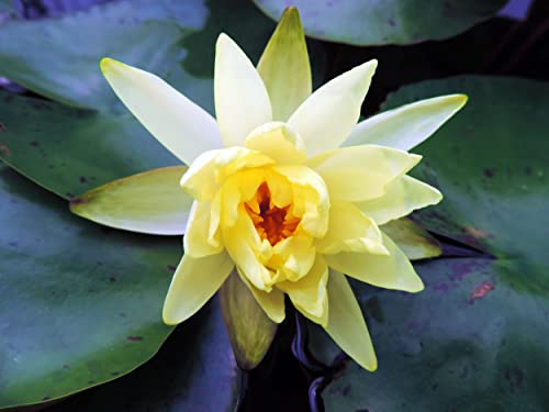 NatureHolic GELBE SEEROSE - Nymphaea Sulphurea | Leuchtende Blütenpracht für Teichanlagen | Gärtnerqualität | Duftende Blüten von NatureHolic