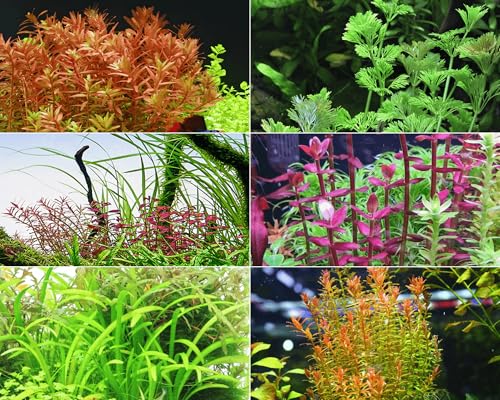 NatureHolic Hintergrund Aquariumpflanzen Set - 6 InVitro - schadstofffreie Wasserpflanzen - abwechslungsreiche Pflanzen im Aquarium - pflegeleichtes Aquascaping Pflanzen Set von NatureHolic