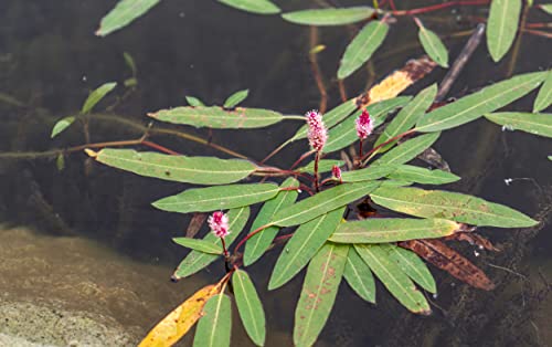 NatureHolic Wasserknöterich - Polygonum Amphibium von NatureHolic