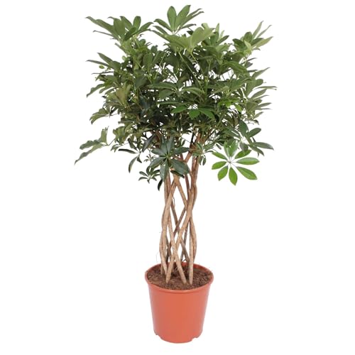 NatureNest - Finger Baum - Schefflera arboricola compacta - 1 Stück - 140 cm von NatureNest