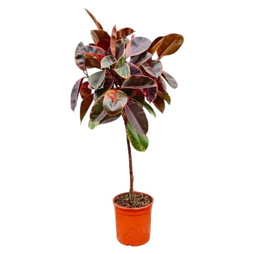 NatureNest - Gummibaum - Ficus elastica Belize - 1 Stück - 130 cm von NatureNest