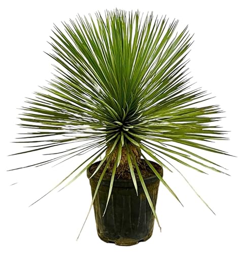 NatureNest - Palmlilie - Yucca rostrata auf Stam - 1 Stück - 80 cm von NatureNest