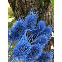 Blaue Distel 11Pc | Echte Getrocknete Boho Dekor Für Zuhause von NatureTreasuresUA