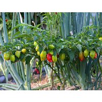 100% Natürliche Capsicum Annuum Heirloom-Samen Aus Eigenem Anbau von NatureslStore