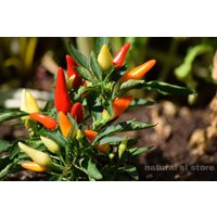 Capsicum Annuum Heirloom-Samen Zum Pflanzen, Ceylon-Hot-Paprika-Samen von NatureslStore