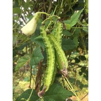 Geflügelte Bohne Samen/Manila Viereckige Erbse Spargelbohne 100% Natürliche Selbst Angebaute Ceylon Prinzessin von NatureslStore