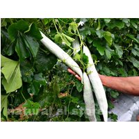 Langer Schlangenkürbis, 100 % Natürliche, Biologisch Angebaute Trichosanthes Cucumerina Schlangenkürbis-Ceylon-Samen von NatureslStore