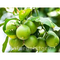 Lime Citrus Aurantiifolia Samen 100% Natürliche, Biologisch Angebaute Ceylon-Erbstückensamen von NatureslStore