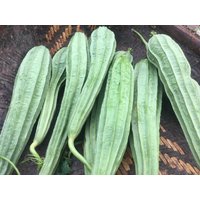 Luffa Samen Acutangula 100% Natürliche Selbst Angebaute Bio Ceylon von NatureslStore