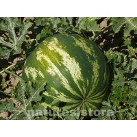 Wassermelone Citrullus Lanatus 100% Natürliche Ceylonsamen Aus Eigenem Anbau von NatureslStore