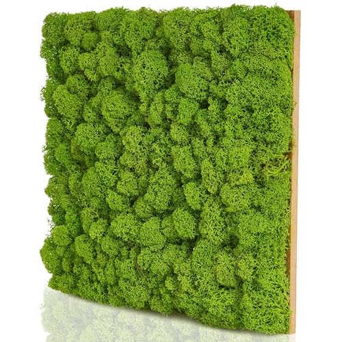 naturewalls Moospaneele Basic - 25 x 25 - Moosbild Islandmoos - Mooswand selber machen - Moosplatte - Wandbegrünung von naturewalls