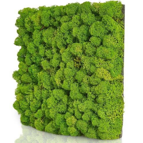 naturewalls Moospaneele Flex - 25 x 25 (selbstklebend) - Moosbild Islandmoos - Mooswand selber machen - Moosplatte von naturewalls
