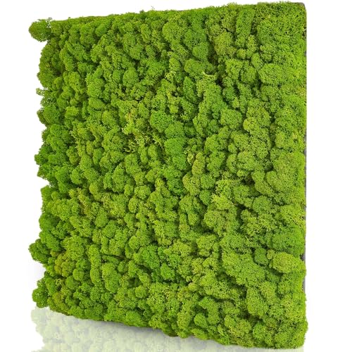 naturewalls Moospaneele Flex - 50 x 50 (selbstklebend) - Moosbild Islandmoos - Mooswand selber machen - Moosplatte von naturewalls