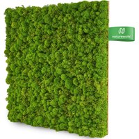 Moospaneel Basic - Konserviertes Islandmoos Rentiermoos Wandbegrünung Pflanzenwand Mooswand Selber Machen Wandpaneele Moosplatte von NaturewallsDE