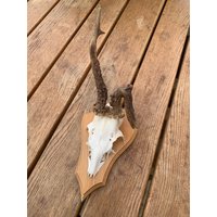 Rehbock Geweih von Naturhandwerkerei