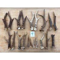 Rehgeweihe Rehgeweihe von Naturhandwerkerei