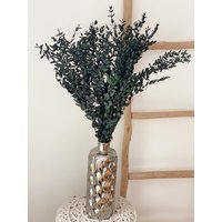 Eukalyptus Parvifolia, Konservierter Eukalyptus, Trockenblumen, Parvifolia von Naturlandhandmade