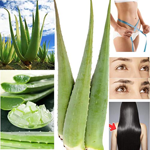 5 x Bestes Bio Aloe Vera Blatt - Barbadensis Miller 5 x Bestes Bio Aloe Vera Blatt - Barbadensis Miller von Naturpassion