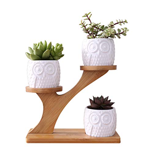 Navna Eulentopf Kaktus Pflanzgefäß Blumentopf Set mit Bambusregal Tablett Pflanze Zimmerpflanze Keramik mit Pflanze Indoor Plant Outdoor von Navna
