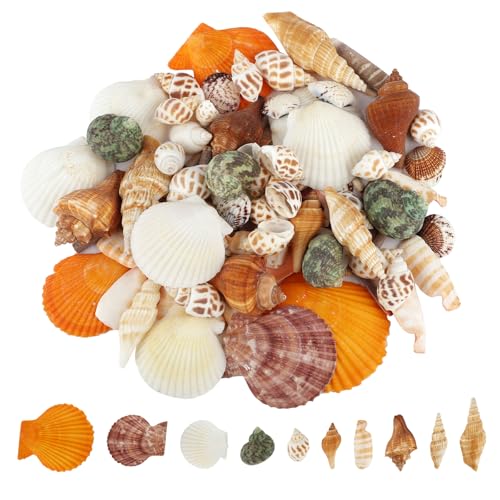 Neerow Muscheln Gemischt, 80 Stück Muscheln Deko, Natürliche Ozean Muscheln 2-9 cm, Muscheln zum Basteln für Vase Füllstoffe, Fisch Panzer, Kerzenherstellung, DIY Handwerk, Hochzeit Strand Party Deko von Neerow