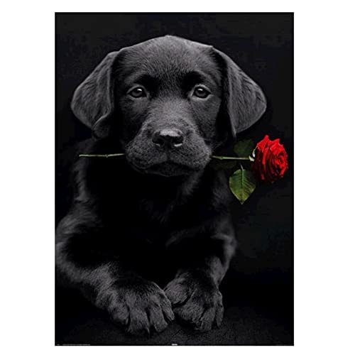 MXJSUA Diamond Painting Diamant Painting Bilder DIY 5D Diamantbild, Malen nach Zahlen, DIY 5D Diamant Painting Labrador und Rose, Strass Stickerei, DIY Cross Stickerei Malerei Kits Wand Dekor 30X40cm von MXJSUA