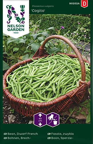 Brechbohnen Samen 'Cogito' - Nelson Garden aromatisches Saatgut - für den Gemüsegarten (50 Stück) von Nelson Garden 1933